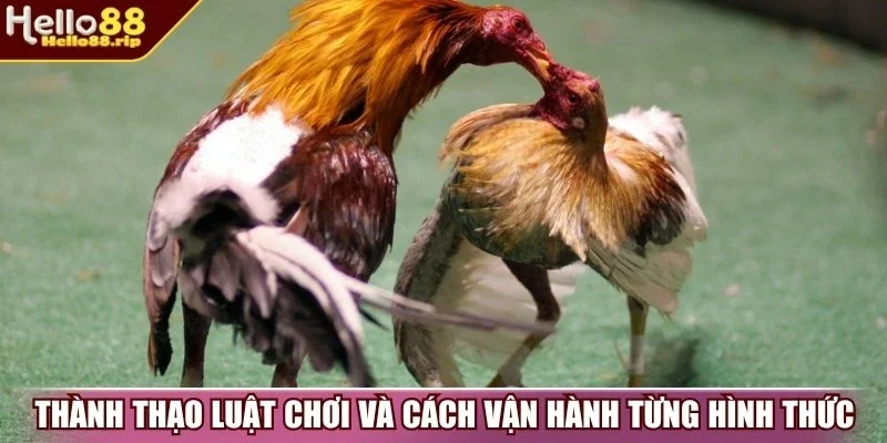 Thành thạo luật chơi và cách vận hành từng hình thức